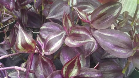 Purple Stripes Tradescantia | Houseplants by Studley's