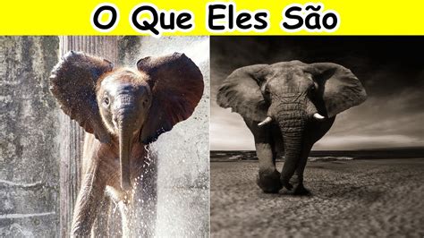 Elefante Significado Espiritual Simbologia Do Elefante