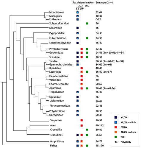 Genes Free Full Text Did Lizards Follow Unique Pathways In Sex Chromosome Evolution