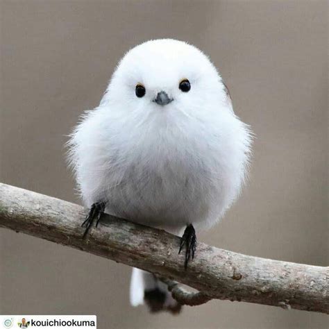 cute white bird pet cute small white bird japanese