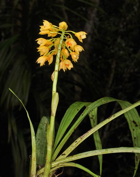 Calanthe Pulchra Orchidaceae Image 141615 At PhytoImages Siu Edu