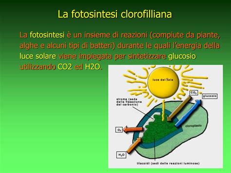 PPT La Fotosintesi Clorofilliana PowerPoint Presentation Free