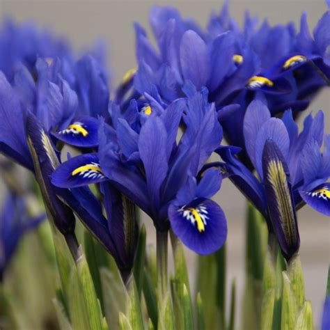 Ирис сетчатый – посадка и уход, описание и фото, сорта