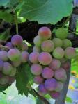 ripening bunch  grapes   vine  stock photo public domain