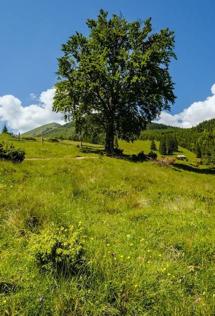 Premium Photo Carpathian Mountain Summer Country Landscape Ukraine