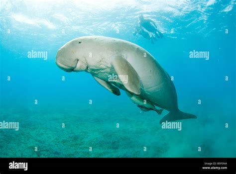 Dugong Sea Cow swimming to the surface to breathe snorkelers
