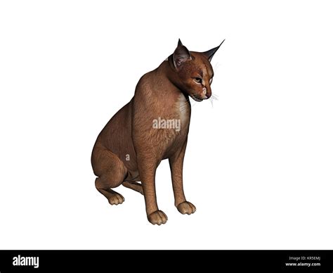 karakal cat ready for release Stock Photo - Alamy