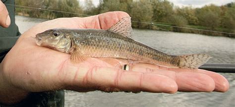 Рыба пескарь: как выглядит и где обитает пескарь, самый большой пескарь