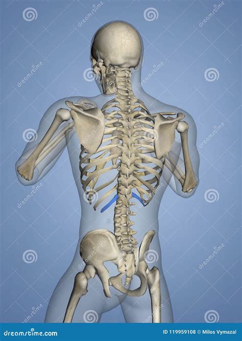 Twelfth Rib, Rib Cage, 3D Model Stock Photo | CartoonDealer.com #119959086