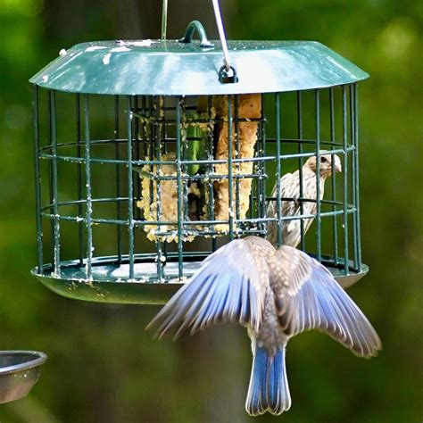 9 Types of Bird Feeders You Should Know - Kingsyard Blog