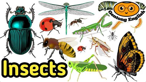 Nama Serangga Dalam Bahasa Inggris Bahasa Inggris Serangga Insects