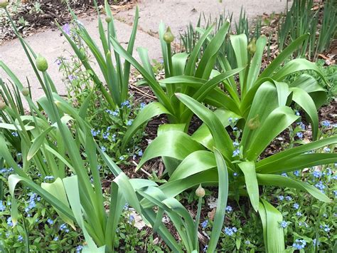 Chuck Does Art Identifying Bulbs Growing In Early Spring By Shoots