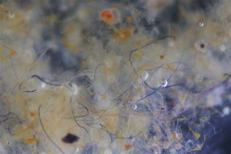 marine microfibres  plastic  predicted uct news