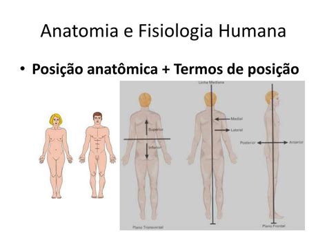 Posição Anatomica De Referencia - O Que é A Posição Anatômica - NAZAEDU