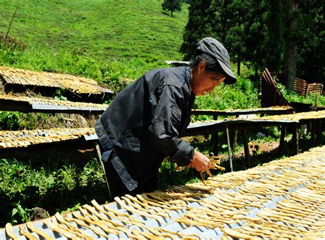 寻一处世外桃源 发现庐山云雾茶背后的故事新浪旅游新浪网