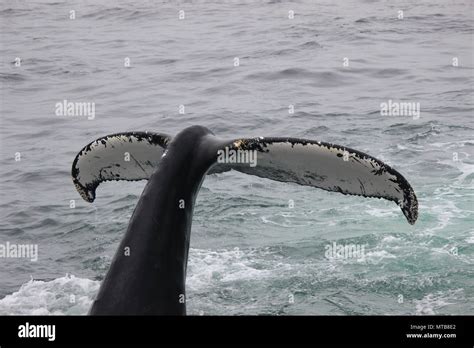 Humpback Whales Feeding Birds Hi Res Stock Photography And Images Alamy