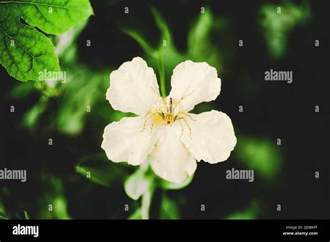 Spiders On Flowers Stock Photo Alamy