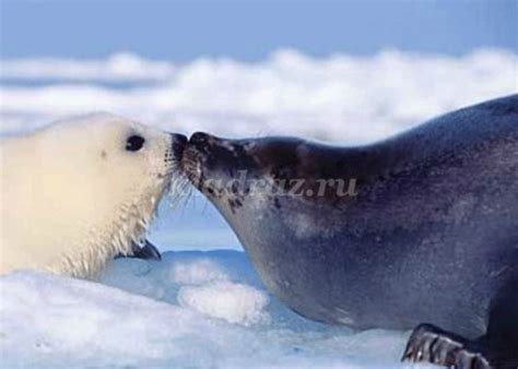 Рисование Байкальской нерпы: мастер-класс для детей