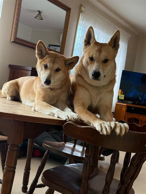 Aussie Canis dingo DAY - The idea of scientists and researchers