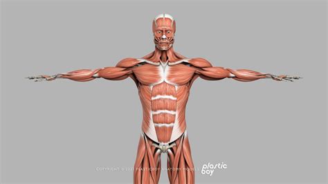 Maya Rigged Complete Male Anatomy Pack V7 3d Model Turbosquid 2153478