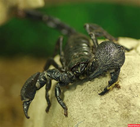 Фото: Подойди. Фотограф Владимир Настевич. Природа. Фотосайт Расфокус.ру