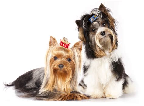 Yorkshire Terrier grooming - everything you need to know | DIY Dog