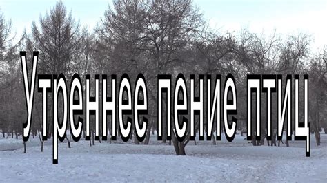 Птицы поют утром в парке . Пение птиц. 05.04.2020 год. Утреннее пение ...