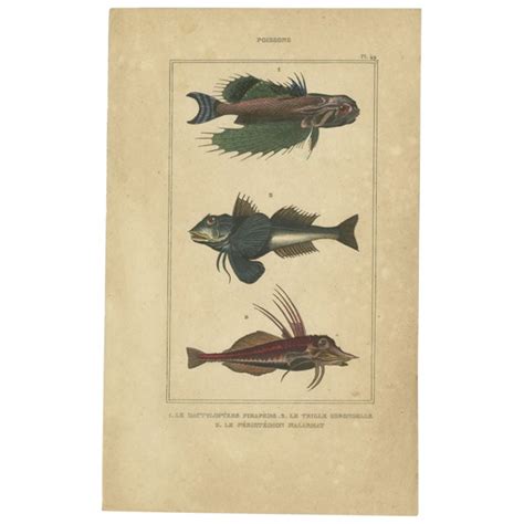 Antique Print Of The Naked Goby And Other Fish Species 1844 For Sale At 1stDibs