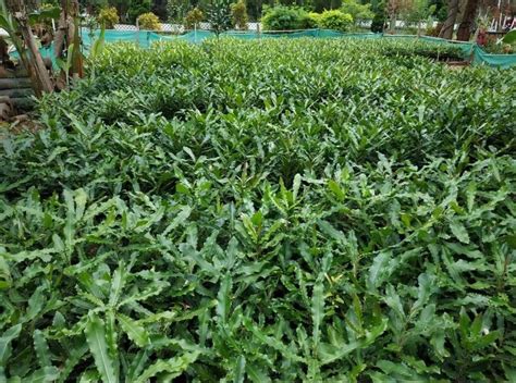 macadamia plants  rs unit macadamia nut plant  belgaum id