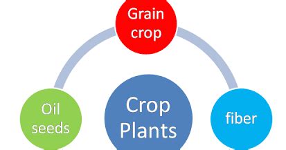 Classification Of Crop Plants - Agriculture India Farm Department and ...