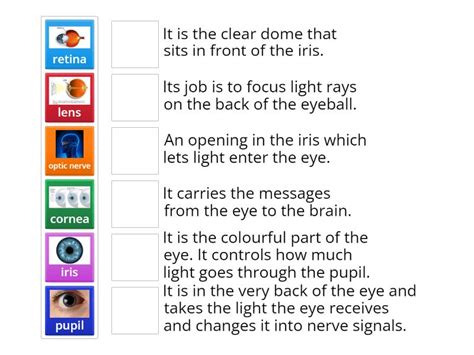 Parts of the Eye and Functions - Match up