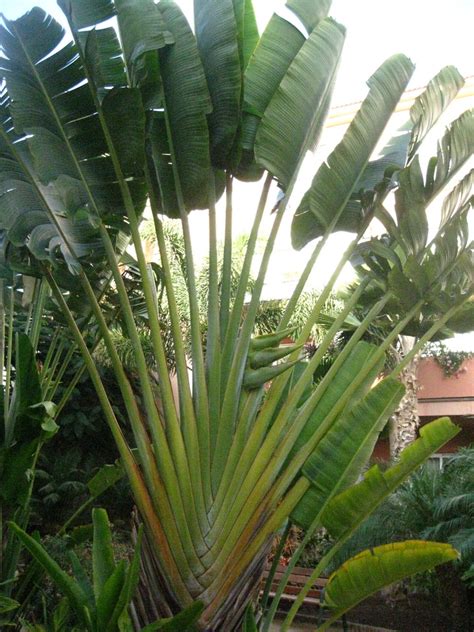 Стрелиция: уход в домашних условиях, фото цветка, выращивание из семян ...