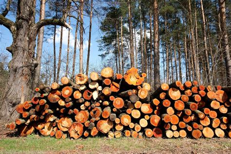 Wi Te Drewno Na Konkursie Las W Pa Stwowych Zyska Przede Wszystkim