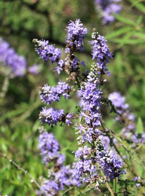 Vitex Agnus Castus Flora Verbenaceae