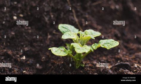 planting   plant stock photo alamy