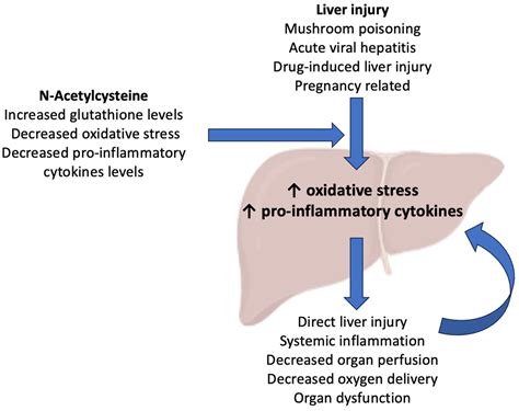 The Use and Potential Benefits of N-Acetylcysteine in Non-Acetaminophen