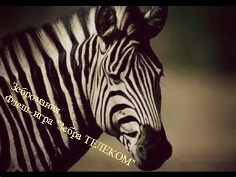 Зебромания- обзорфлеш-игры "Зебра ТЕЛЕКОМ" - YouTube