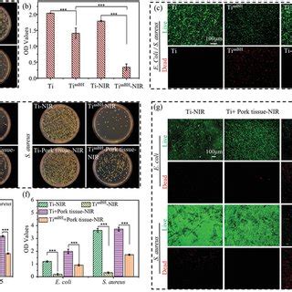 A Representative Images Of Bacterial Colonies Of E Coli And S Aureus