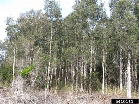 Melaleuca Genus Melaleuca