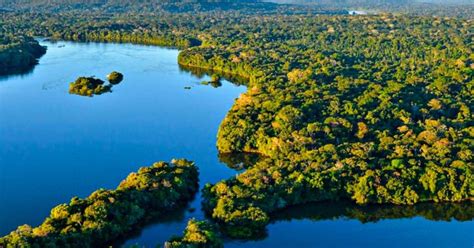 Qual A Maior Floresta Do Mundo Veja Lista As Gigantes