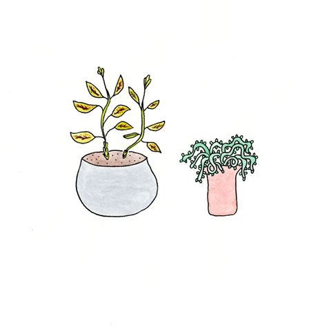 The Secret Life of My Plants | The New Yorker