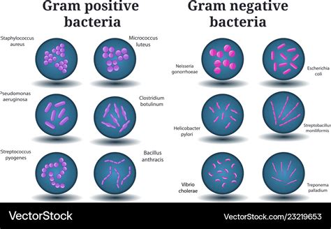 Gram Positive And Negative Bacteria In Petri Dish Vector Image