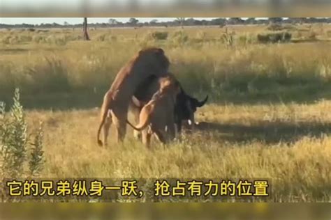 两头水牛大战三只雄狮，其中一只水牛却逃跑，留下一只水牛被狮群围攻水牛雄狮狮群