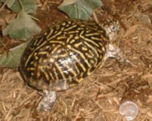 Is My Box Turtle Male Or Female Tips On How To Tell The Sex Of A Turtle Box Turtle Site