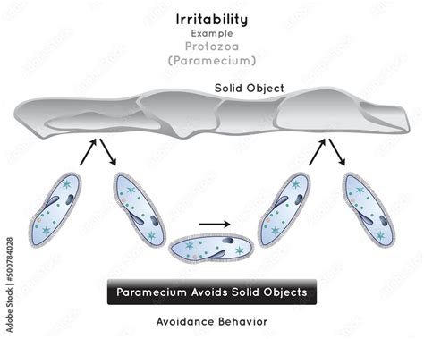 Irritability In Protozoa Infographic Diagram Example Paramecium