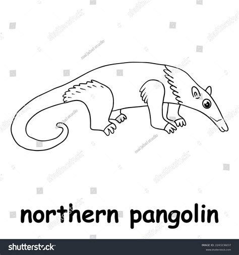 Kids Line Illustration Coloring Northern Pangolin Stock Vector (Royalty