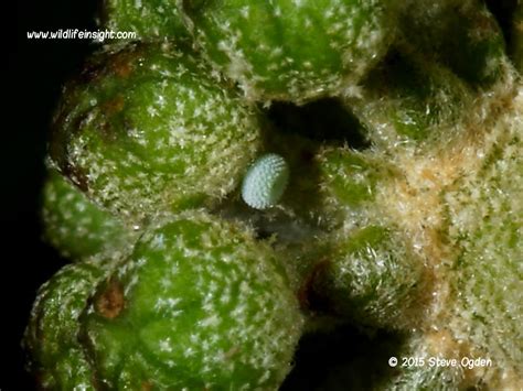 Holly Blue Butterfly And Caterpillar Celastrina Argiolus Wildlife