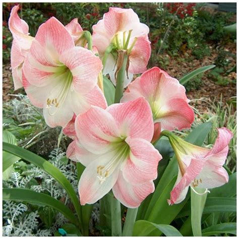 Амариллис. Легенды, мифы, символизм, описание, выращивание, способы ...