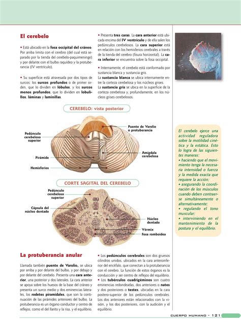 Anatom A Y Fisiolog A Del Cuerpo Humano By Maria Cristina Velasquez