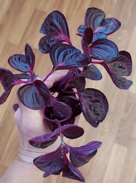 Черенок в воде 150руб, припокупке от 3шт 100руб Или посаженно несколько ...